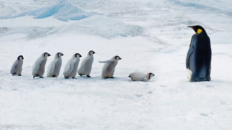 Emperor Penguin with Chicks — White, Cold