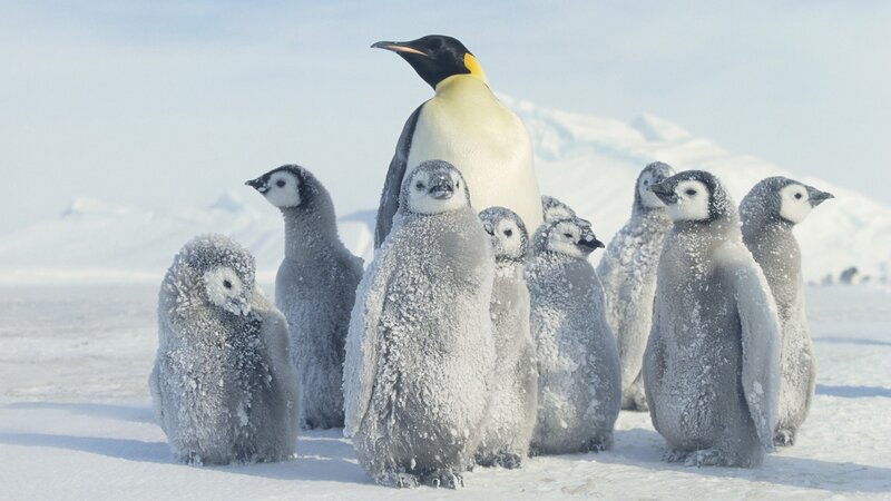 Emperor Penguin with Chicks — White, Cold, Winter, Photograph