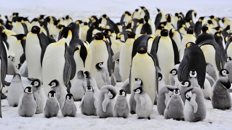 Emperor Penguins and Chicks — White, Calm