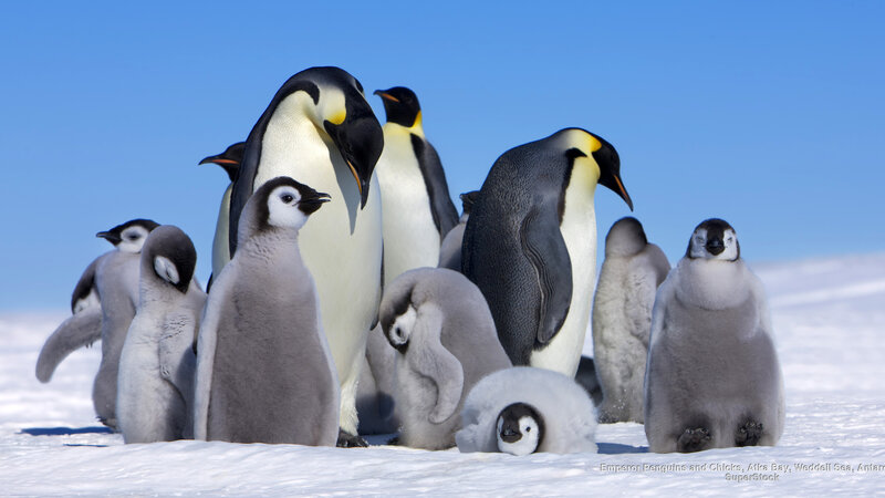 Emperor Penguins and Chicks — White
