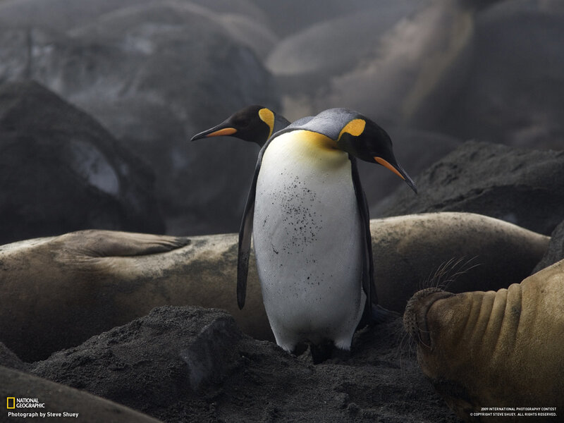 Emperor Penguins — Black, Natural