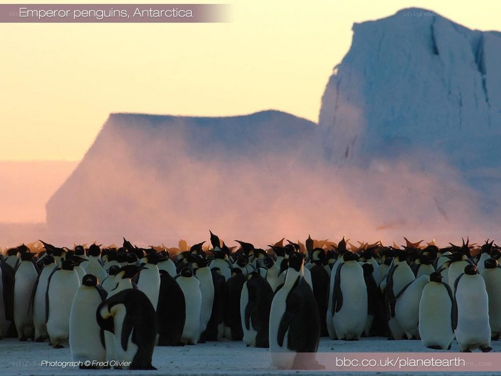 Emperor penguins in Antarctica