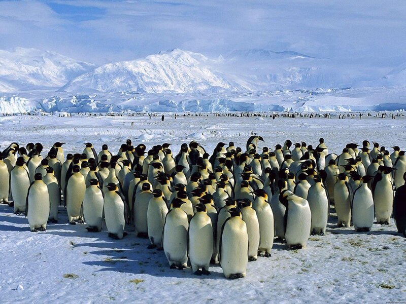 Emperor Penguins in Colony