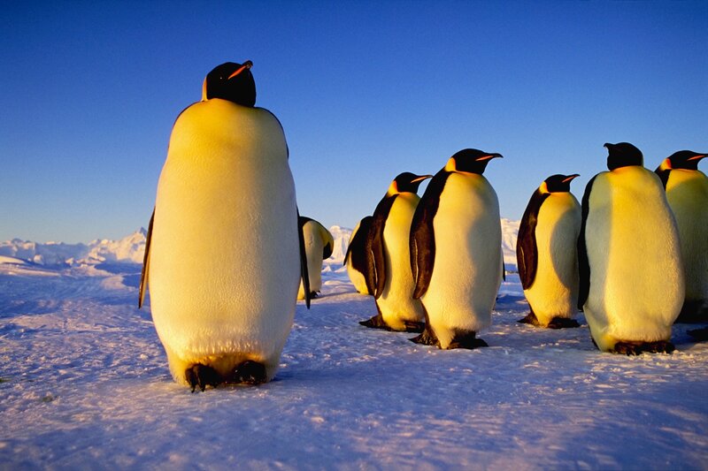 Emperor Penguins in Snow — Blue