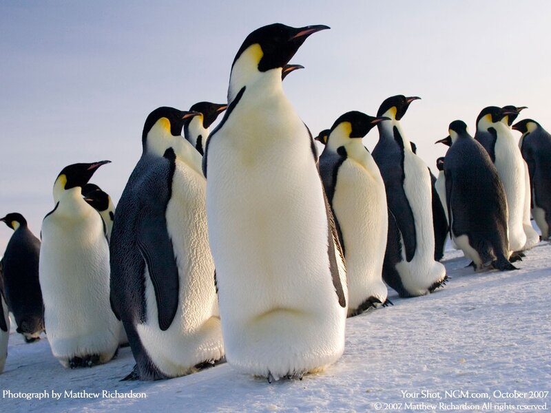 Emperor Penguins in Snow — Photograph