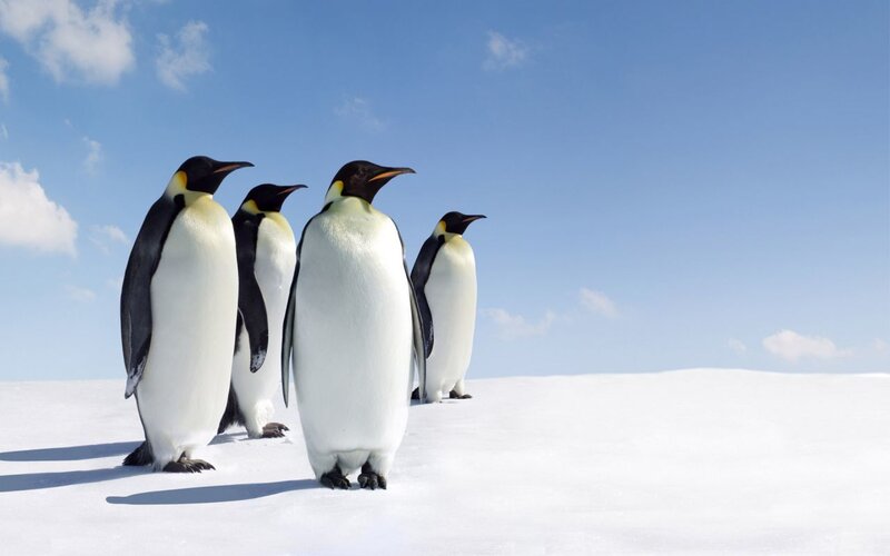 Emperor Penguins in Snow