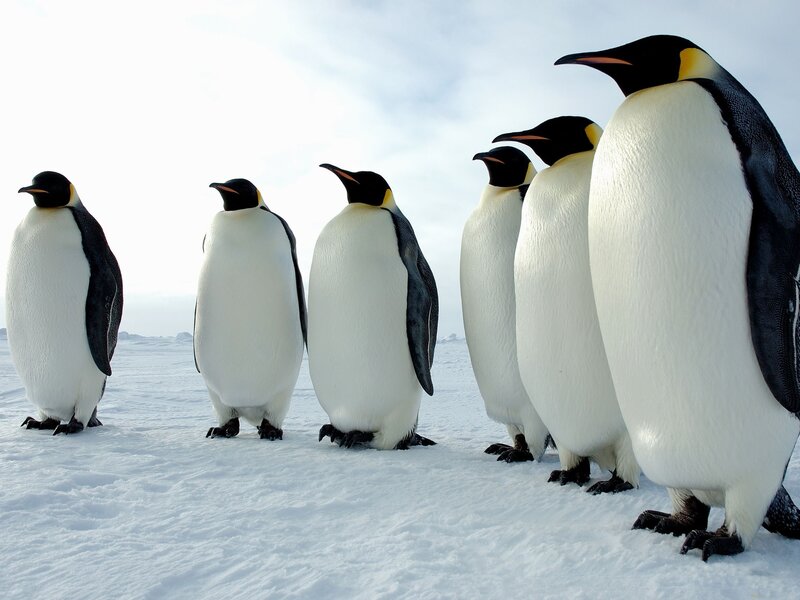 Emperor Penguins in Snow — White, Cold