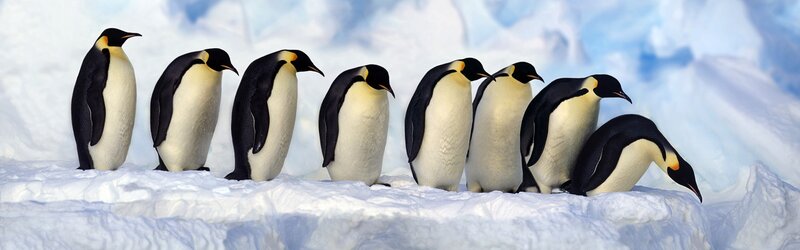 Emperor Penguins in Snow — White, Cold, Winter, Photograph, Ice