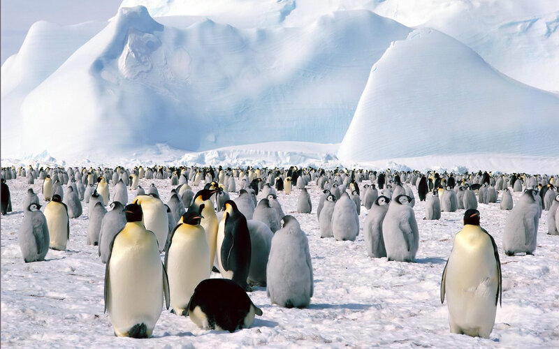 Emperor Penguins in Snow — White, Cold, Winter, Photograph, Icebergs, Penguin Chicks