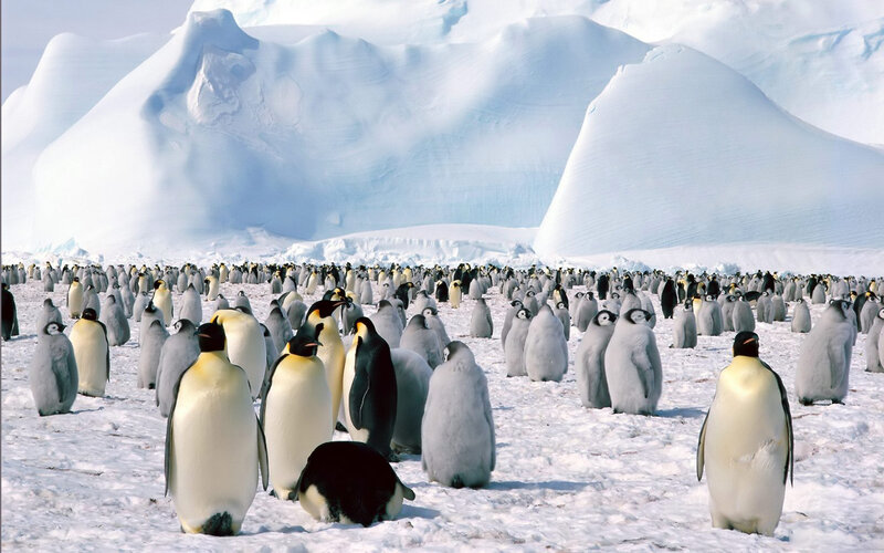 Emperor Penguins in Snow — White, Cold, Winter