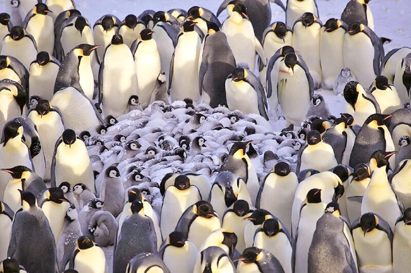 Emperor Penguins in Snow — White, Crowded