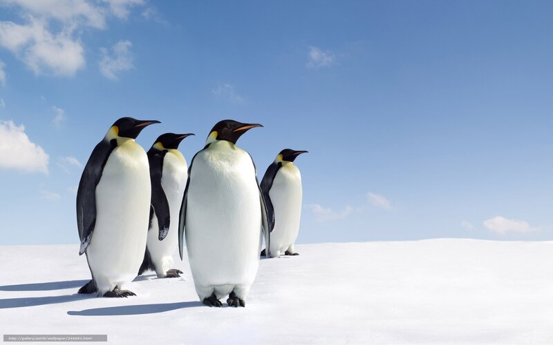 Emperor Penguins in Snow — White, Serene, Afternoon