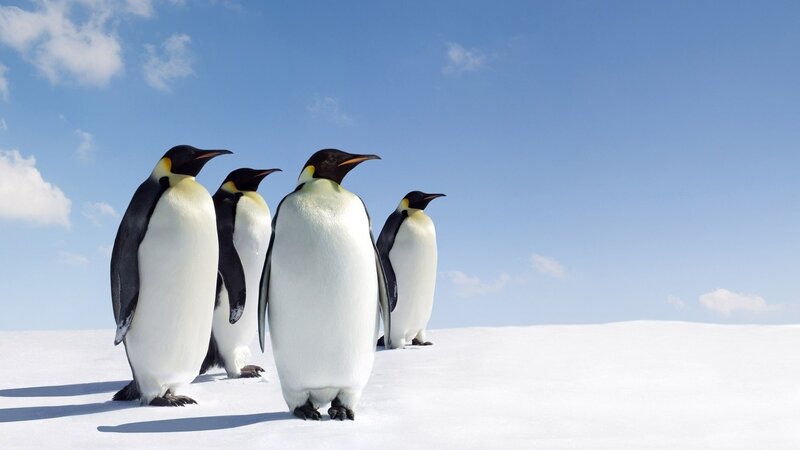 Emperor Penguins in Snow — White, Serene, Winter, Photograph, Sky, Clouds, Blue, Black