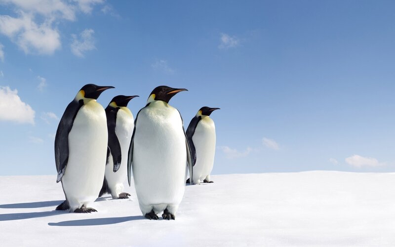 Emperor Penguins in Snow — White, Serene, Winter