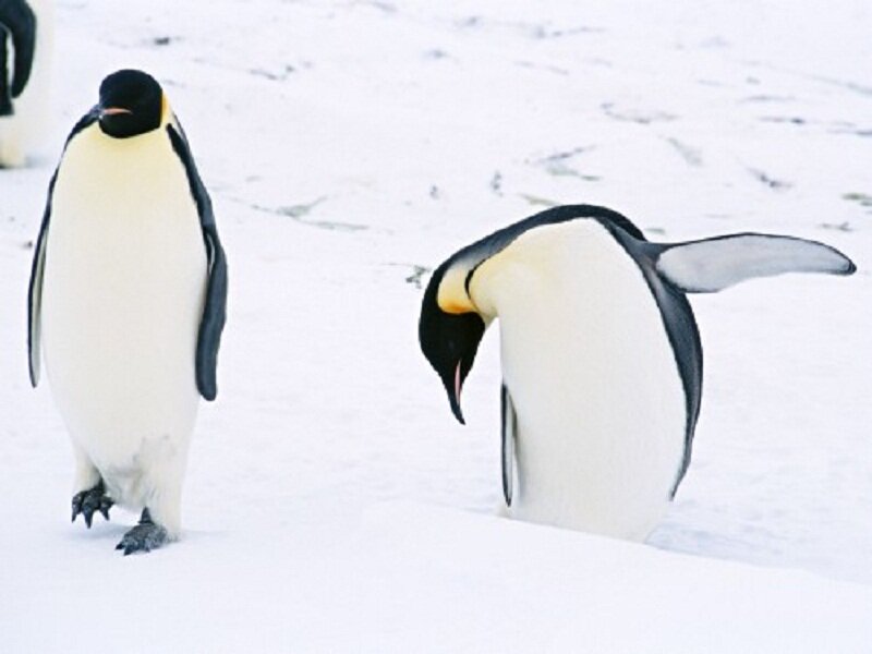Emperor Penguins in Snow — White