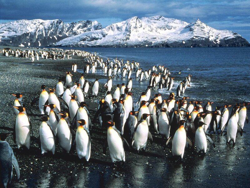Emperor Penguins on Beach