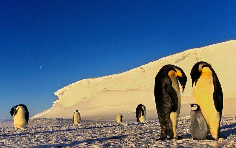 Emperor Penguins on Ice — Blue, Serene