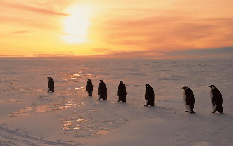 Emperor Penguins on Ice — Orange