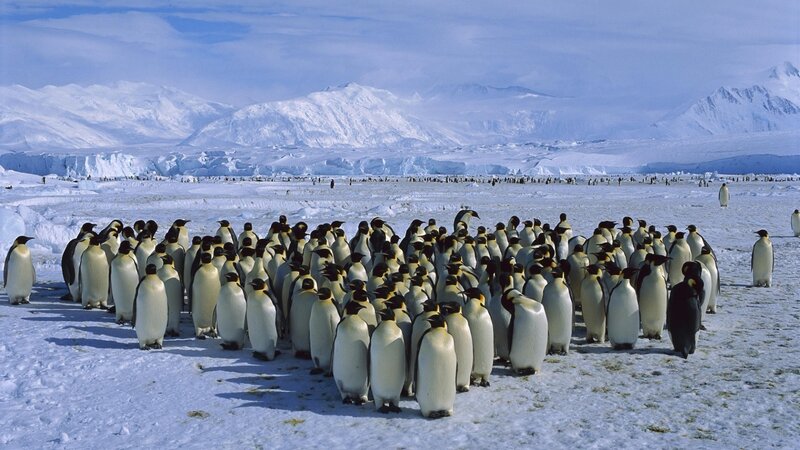 Emperor Penguins on Ice — White, Cold