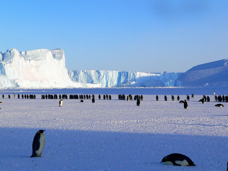 Emperor Penguins on Ice — White, Serene