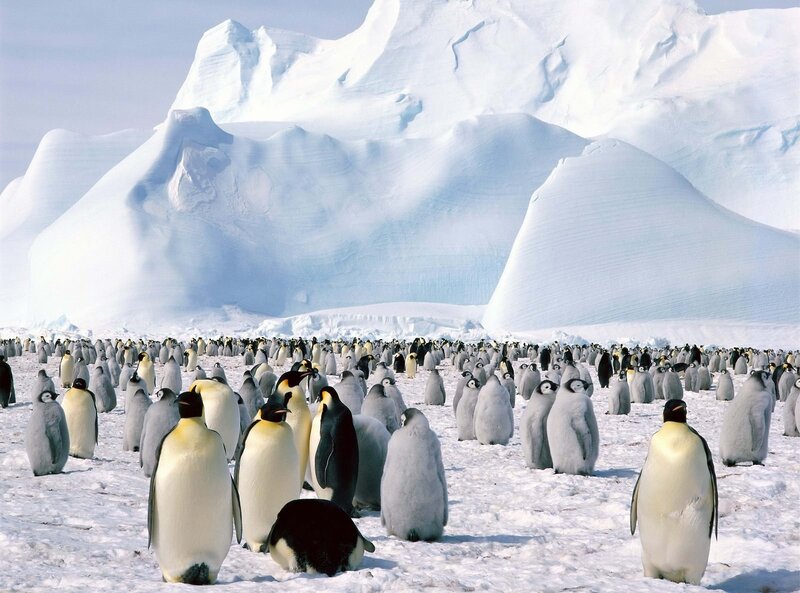 Emperor Penguins on Ice — White