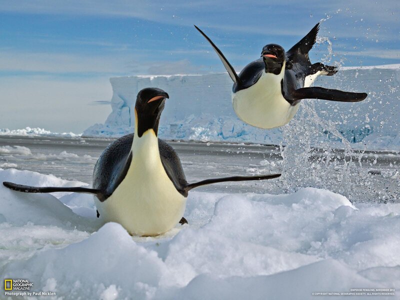 Emperor Penguins — White, Dynamic