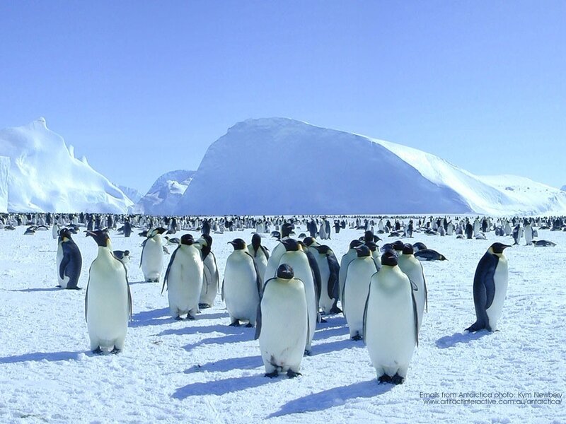 Emperor Penguins — White, Serene, Afternoon