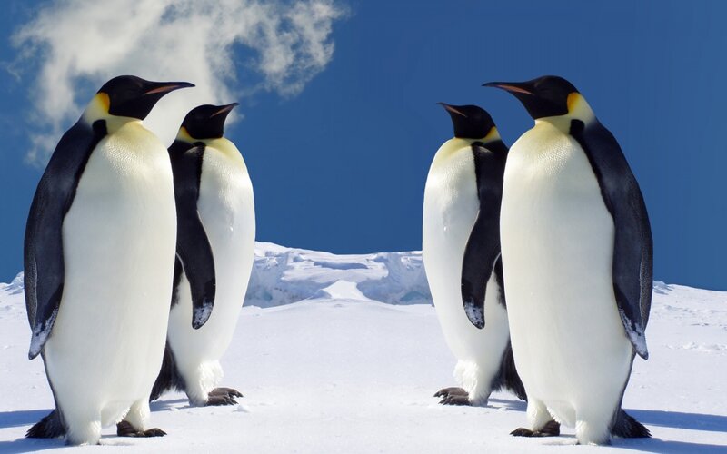 Emperor Penguins — White, Serene