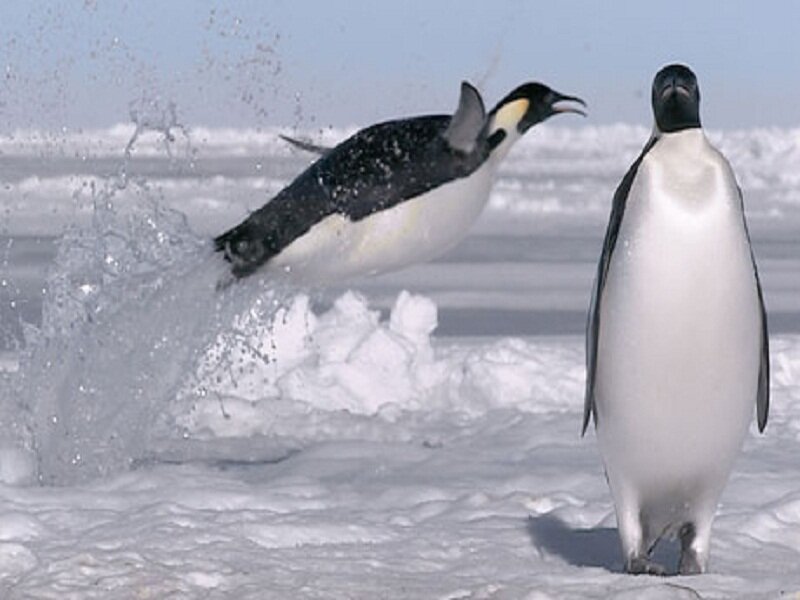Emperor Penguins — White