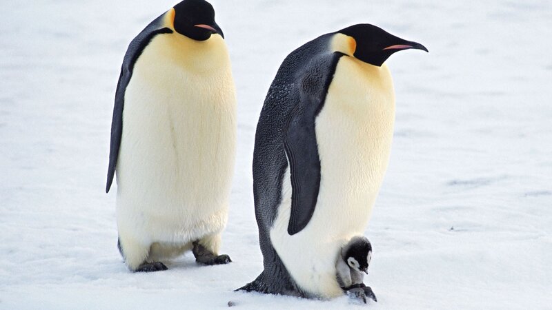Emperor Penguins with Chick