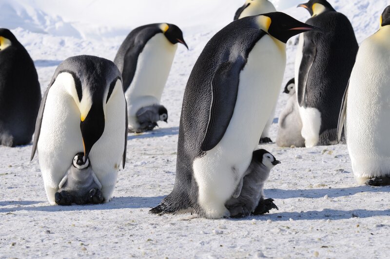 Emperor Penguins with Chicks