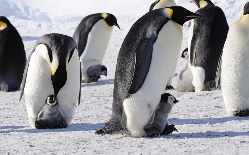 Emperor Penguins with Chicks — White, Calm