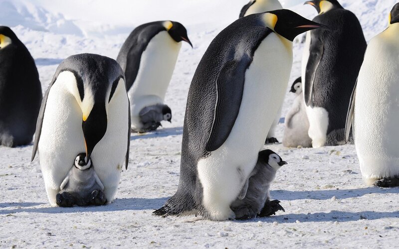 Emperor Penguins with Chicks — White, Calm, Winter, Photograph, Snow