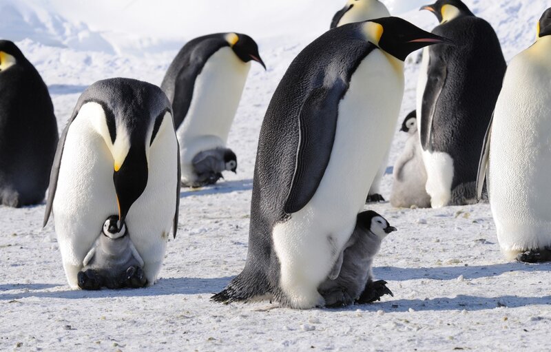 Emperor Penguins with Chicks — White, Calm, Winter, Photograph