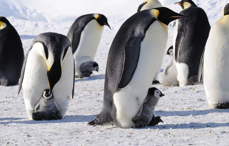 Emperor Penguins with Chicks — White, Calm, Winter