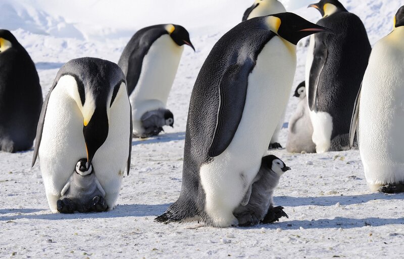 Emperor Penguins with Chicks — White, Cold