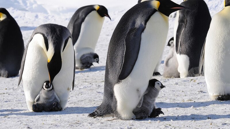 Emperor Penguins with Chicks — White