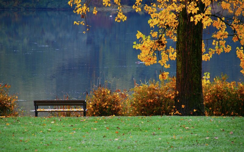 Empty Bench by Lake — Green, Serene, Autumn