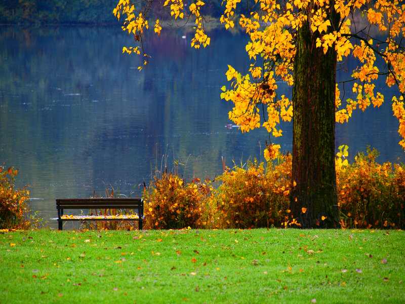 Empty Bench by Lake — Green, Serene