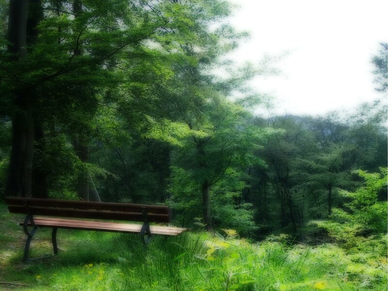 Empty bench in a forest