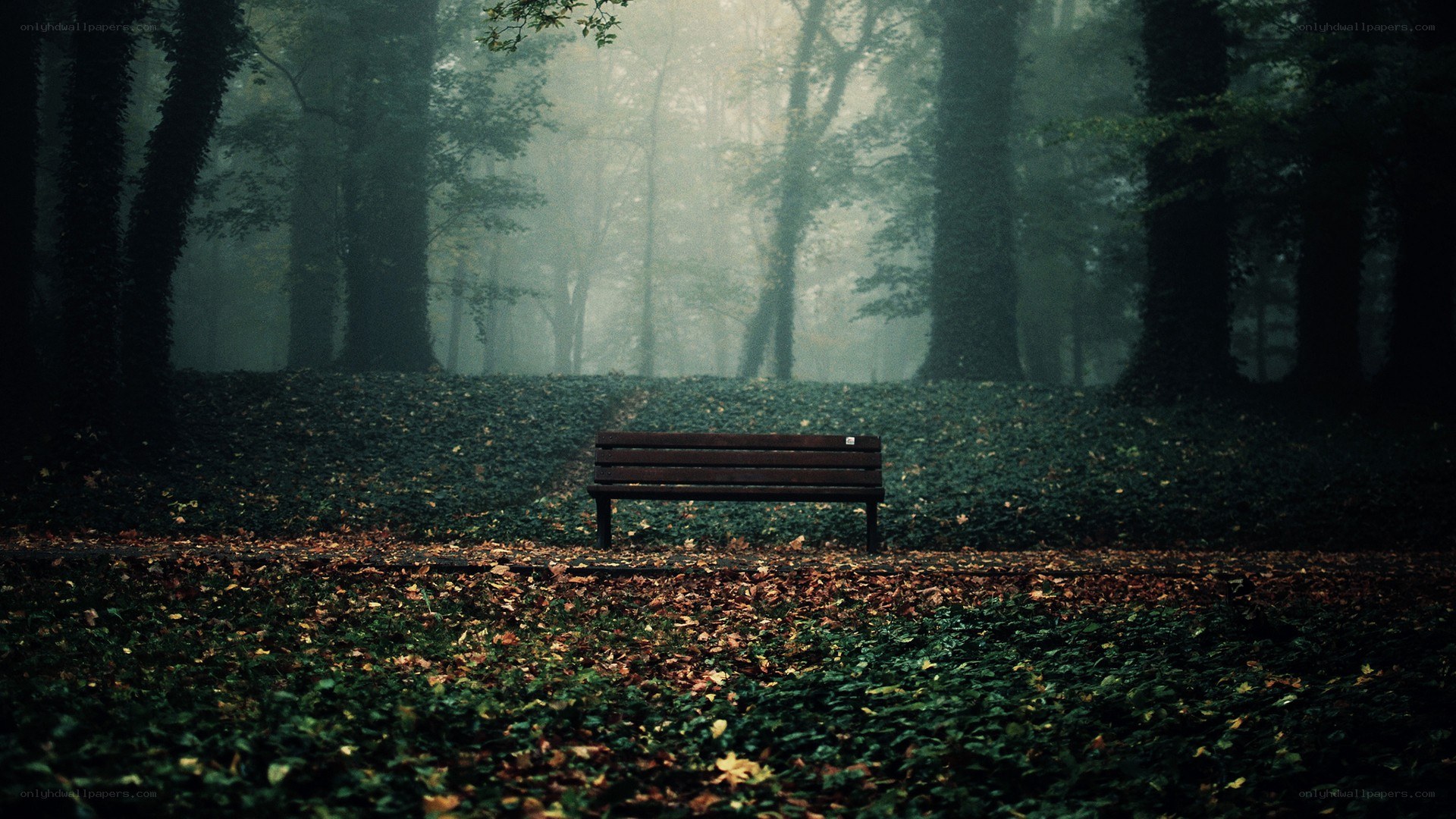 Empty bench in a misty forest