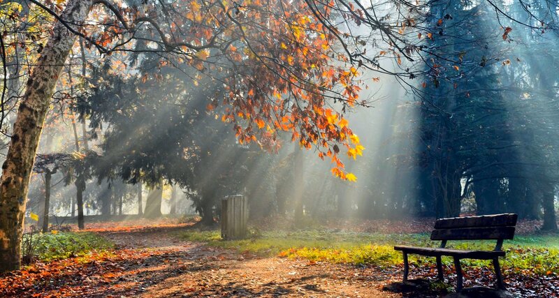 Empty Bench in Autumn Forest — Orange