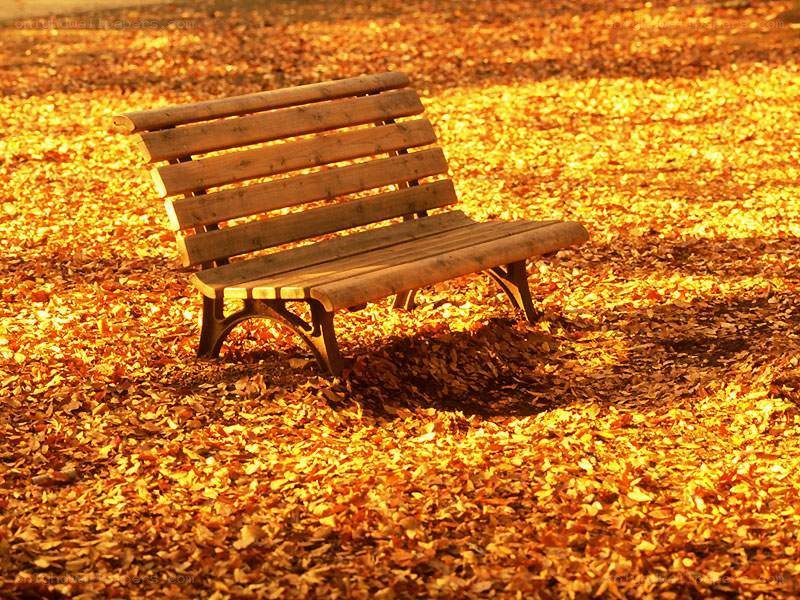 Empty bench in autumn leaves
