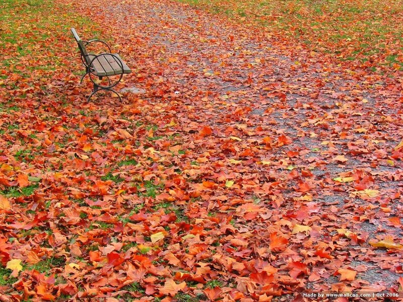 Empty Bench in Autumn Leaves — Orange