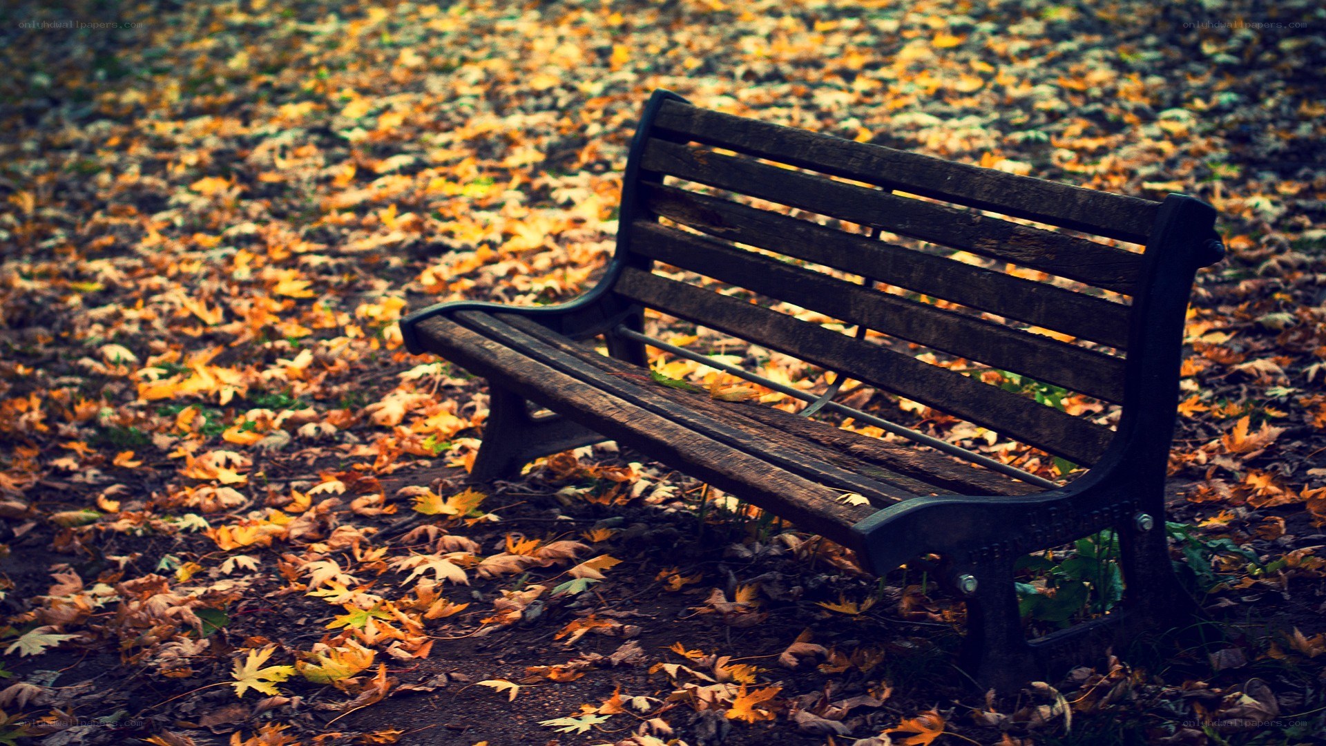 Empty bench in autumn leaves