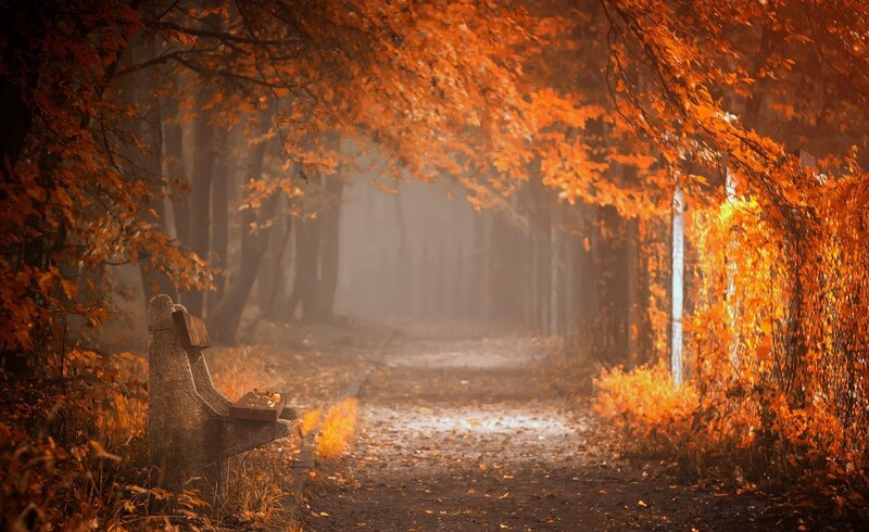 Empty Bench in Autumn — Orange, Serene, Photograph, Path