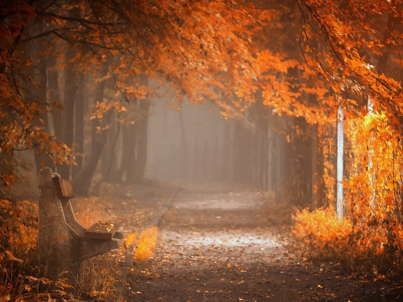 Empty Bench in Autumn — Orange, Serene, Photograph