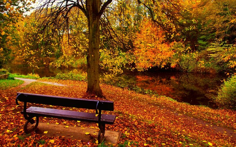 Empty Bench in Autumn — Orange, Serene, Photograph, Tree