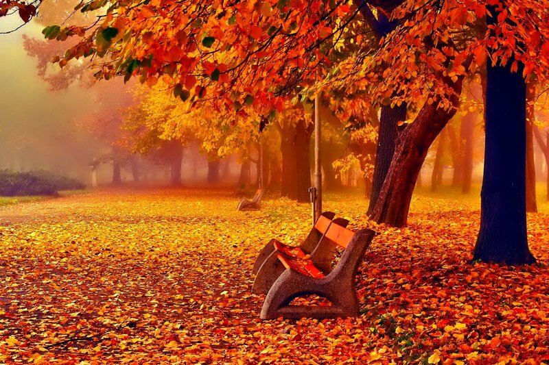 Empty Bench in Autumn — Orange, Serene, Photograph, Trees