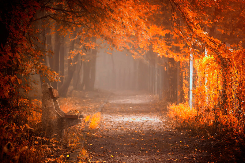 Empty Bench in Autumn — Orange, Serene